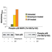 Bar graph showing phosphorylation of p38 MAP kinase at Thr180/Tyr182 as detected by the PathScan® Phospho-p38 MAPK (Thr180/Tyr182) Sandwich ELISA Kit #7946 and absorbance readings at 450 nm. Corresponding western blots show p38 MAPK Antibody #9212 and Phospho-p38 MAPK (Thr180/Tyr182) Antibody #9211.