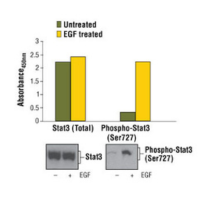 Bar graph showing phosphorylation of Stat3 at Ser727 [as detected by PathScan® Phospho-Stat3 (Ser727) Sandwich ELISA Kit #7995], levels of total Stat3 protein detected by PathScan® Total Stat3 Sandwich ELISA Kit #7305, and absorbance readings at 450 nm. Corresponding western blots show Stat3 Antibody #9132 and Phospho-Stat3 (Ser727) #9134.