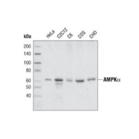 Western blot analysis of extracts from various cell lines using AMPK alpha Antibody