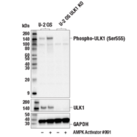 Western blot analysis of extracts from control U-2 OS cells and CRISPR/Cas9 ULK1 knockout (KO) U-2 OS cells, untreated (-) or treated with AMPK Activator 991 (50 μM, 1 hr; +) using Phospho-ULK1 (Ser555) (D1H4) Rabbit mAb, ULK1 (D8H5) Rabbit mAb #8054, and GAPDH (D16H11) XP® Rabbit mAb #5174. The absence of signal in ULK1 KO cells confirms the specificity of the antibodies for ULK1.