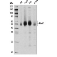 Western blot analysis of extracts from various cell lines using Glut1 (D3J3A) Rabbit mAb.
