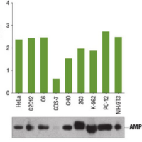 Bar graph showing AMPKα protein detected at varied levels from multiple cell lines using the PathScan® Total AMPKα Sandwich ELISA Kit #7961, and absorbance readings at 450 nm. Corresponding western blot shows AMPKα (D63G4) Rabbit mAb #5832.