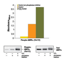 Bar graph showing phosphorylation of AMPKα at Thr172, detected by the PathScan® Phospho-AMPKα (Thr172) Sandwich ELISA Kit #7959, and absorbance readings at 450 nm. Corresponding western blots show AMPKα (23A3) Rabbit mAb #2603 and Phospho-AMPKα (Thr172) (D79.5E) XP® Rabbit mAb #4188.