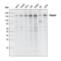 Western blot analysis of extracts from various cell lines, using Raptor (24C12) Rabbit mAb.