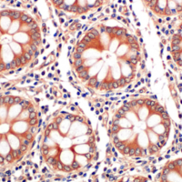 Immunohistochemical analysis of paraffin-embedded normal human colon using Ras (E8N8L) XP® Rabbit mAb. Data were generated using the standard formulation of this product.