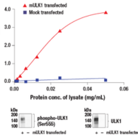 Line graph showing lysate protein concentration from mock transfected cells and cells transfected with an expression construct encoding mouse ULK1 (mULK1) and the absorbance at 450 nm using the PathScan® Phospho-ULK1 (Ser555) Sandwich ELISA Kit #46893. Corresponding western blots show phospho-ULK1 (Ser555) antibody and ULK1 antibody.