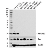 Western blot analysis of extracts from various cell lines using Ras (G12D Mutant Specific) (D8H7) Rabbit mAb, Ras (D2C1) Rabbit mAb #8955, and β-Actin (D6A8) #8457.