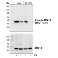 Western blot analysis of extracts from untreated and TPA-treated HeLa and NIH/3T3 cells, using Phospho-MEK1/2 (Ser217/221) (41G9) Rabbit mAb, and MEK1/2 Antibody #9122.