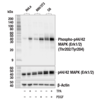 Western blot analysis of extracts from various cell lines using Phospho-MAPK Family Antibody Sampler Kit #9910.