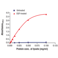 Line graph of lysate protein concentration from untreated and EGF-treated A-431 cells and the absorbance at 450 nm using the FastScan™&nbsp;Phospho-p44/42 MAPK (Erk 1/2) (Thr202/Tyr204) ELISA Kit #42173. Western blot analysis of phospho-p44/42 MAPK (Erk1/2) (Thr202/Tyr204) antibody and p44/42 MAPK (Erk1/2) antibody.