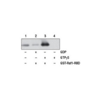 Western blot analysis of extracts from various cell lines using Active Ras Detection Kit #8821.