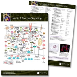 Insulin & Glucose Signaling Pathway