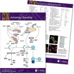 Autophagy Signaling Pathway