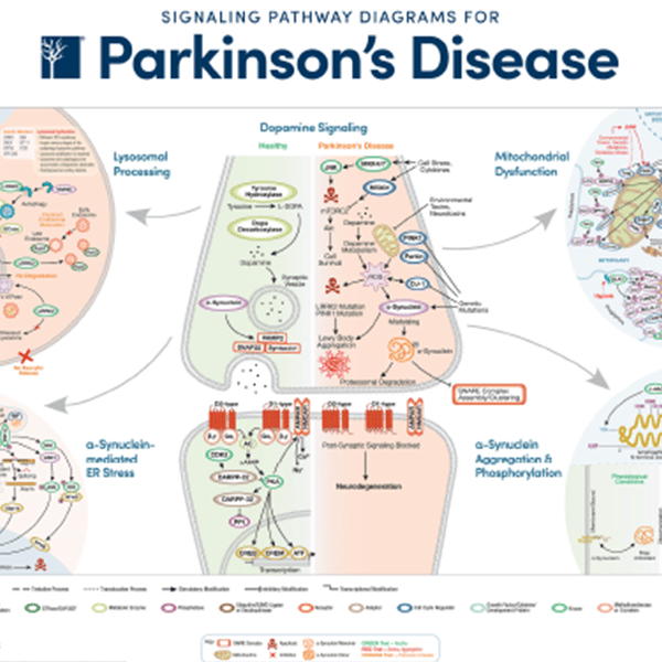 Parkinson's Disease Signaling Pathway