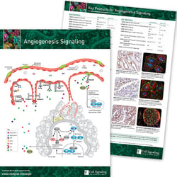 Angiogenesis Pathway
