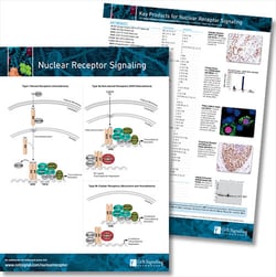 Nuclear Receptor Signaling Pathway
