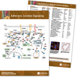 Adherens Junction Signaling Pathway