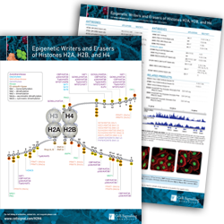 Epigentic Writers and Erasers of Histones H2A, H2B and H4 Pathway