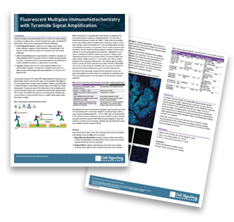 CSTpathways-fluorescent-immunohistochemistry CSTpathways-fluorescent-immunohistochemistry