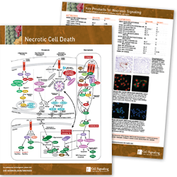 Necrotic Cell Death Pathway