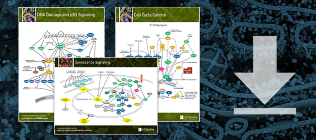 Cell Cycle Pathway