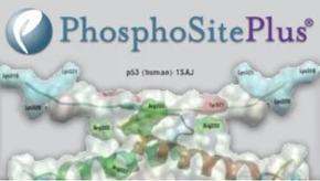 phosphosite_plus