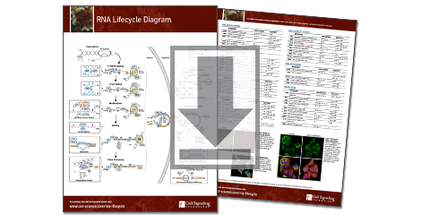 RNA Lifecycle Diagram Pathway