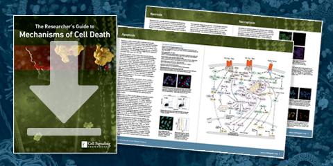 DOWNLOAD | Cell Death eBook DOWNLOAD | Cell Death eBook