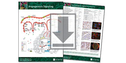 Cardiovascular Disease Signaling Pathways