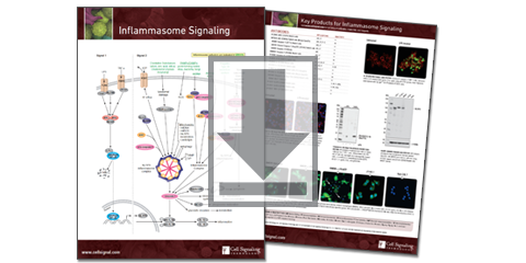 Inflammasome Signaling Pathway