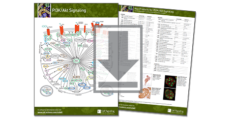 Download Cancer Pathways