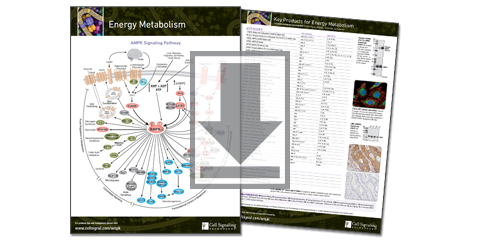 Metabolic Diseases Pathways