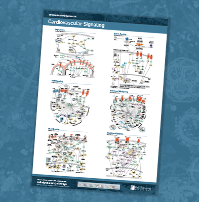 Cardiovascular Signaling Poster Cardiovascular Signaling Poster