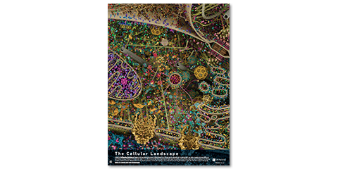 Cellular Landscape Poster