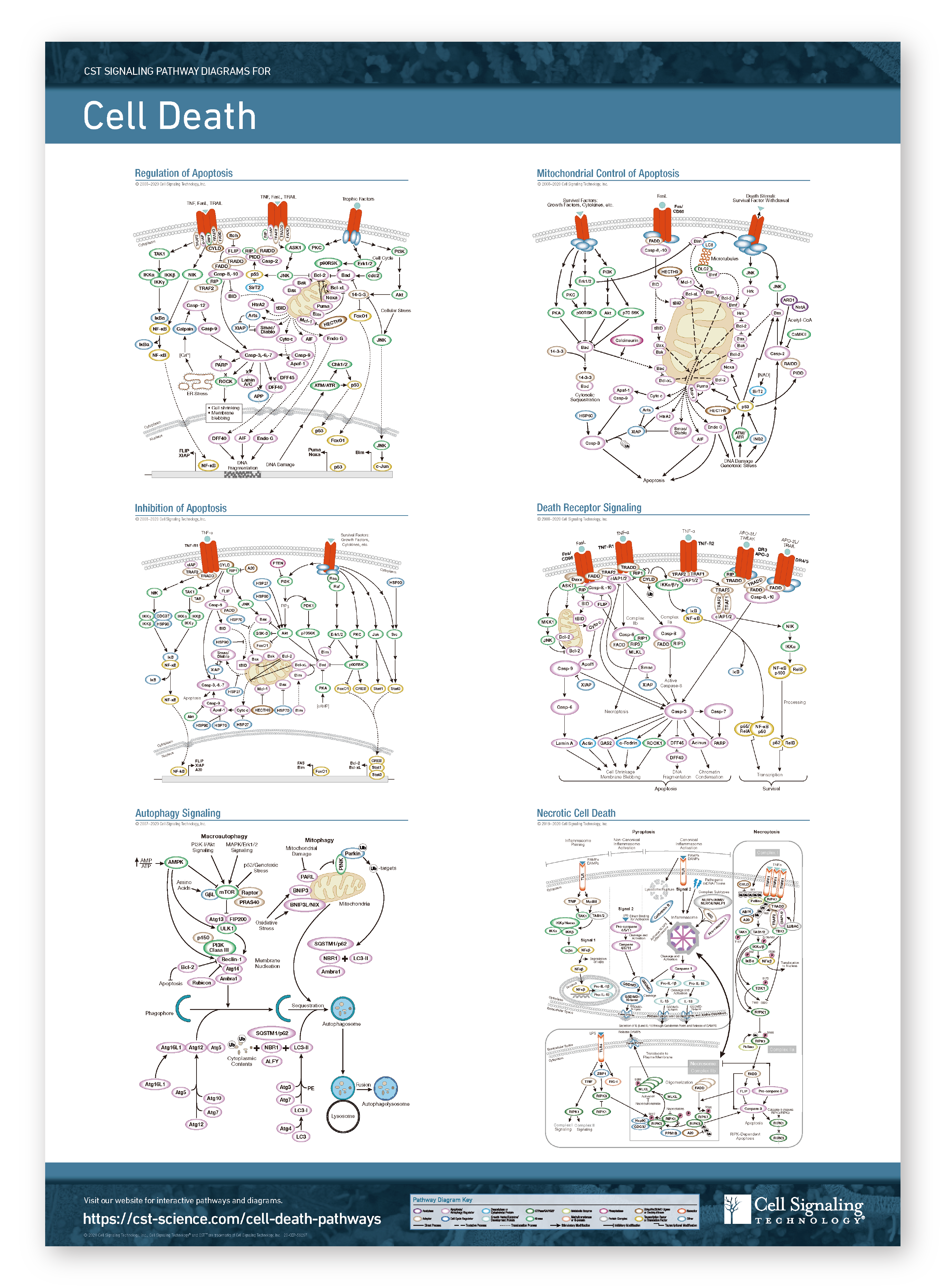 Cell death pathway illustration