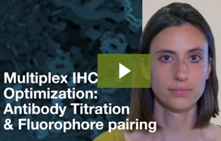 Multiplex IHC Optimization: Antibody Titration & Fluorophore Pairing | CST Tech Tips