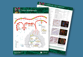 angiogenesis-image