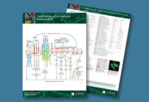 contribution-of-extracellular-matrix-to-emt-image