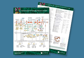 contribution-of-soluble-factors-to-emt-image