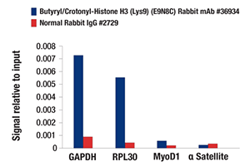 Butyryl/Crotonyl-Histone H3 (Lys9) (E9N8C) Rabbit mAb #36934