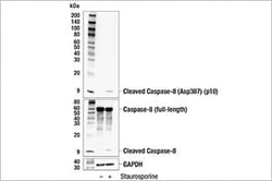 Cleaved Caspase-8 (Asp387) (p10 subunit) (E8K5S) Rabbit mAb #16709
