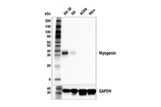 Myogenin (E9A1S) Rabbit mAb #43098