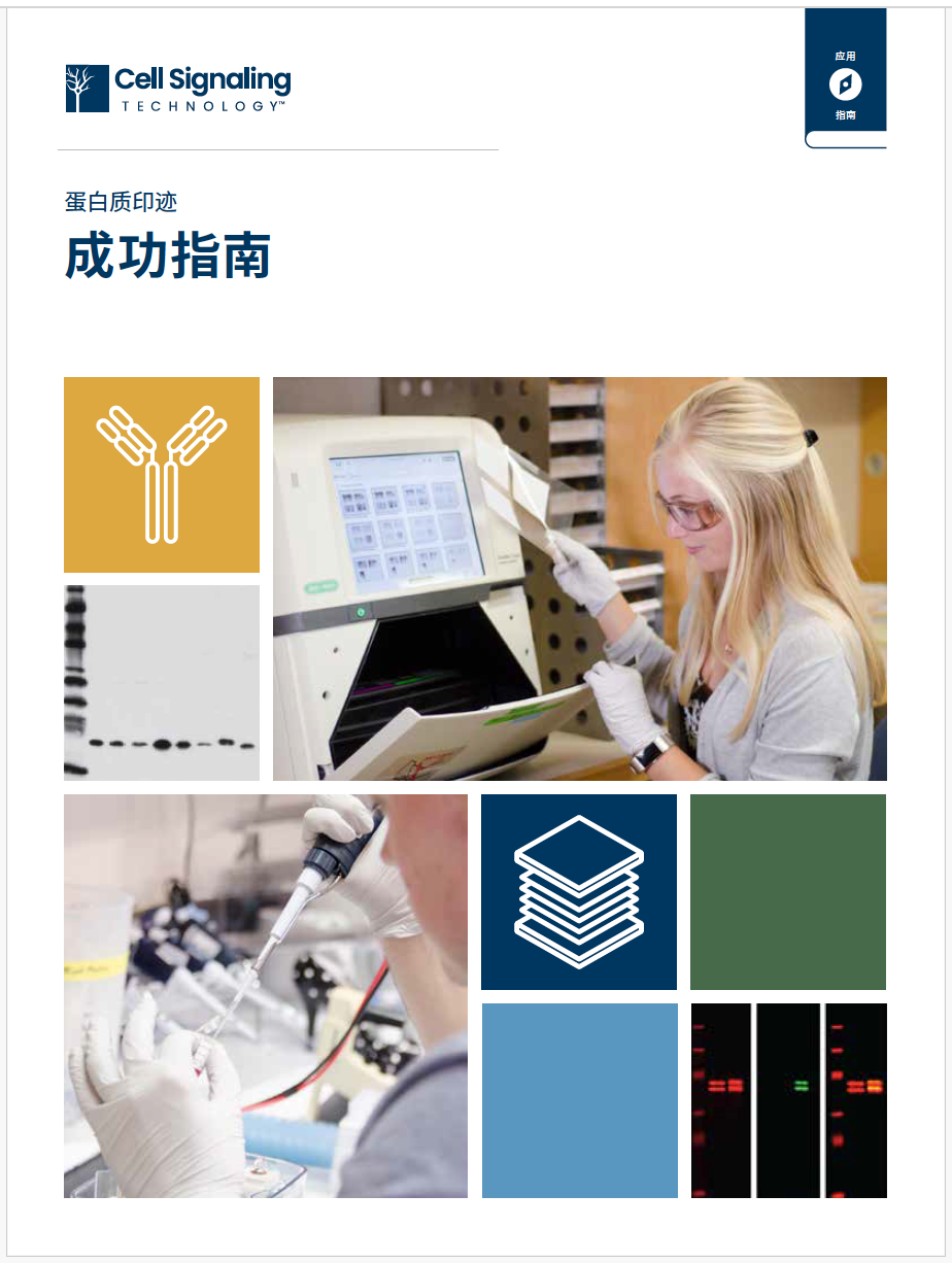 蛋白质印迹成功指南