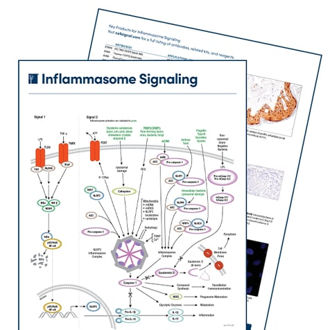 Inflammasome Signaling 