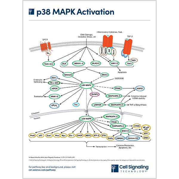 p38 MAPK Activation