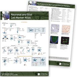 Neuronal and Glial Cell Marker Atlas