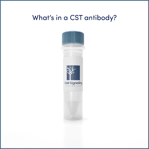 CST antibody vial. Text reads What's in a CST antibody? Unsurpassed specificity | Unparalleled consistency | Unmatched data quality | Faster time to result | The power to unlock the secrets of life.