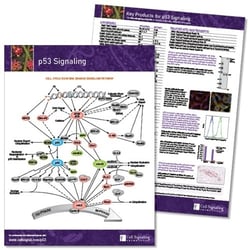 p53 Signaling Pathway 