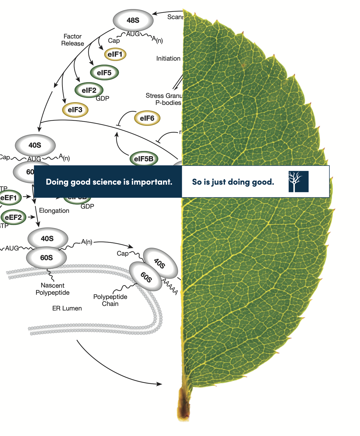 Image of a translational control pathway diagram juxtaposed with the image of a leaf that has an analogous shape. Text reads: Doing good science is important. So is just doing good.
