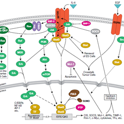 Jak-Stat IL-6 Receptor Signaling-thumb